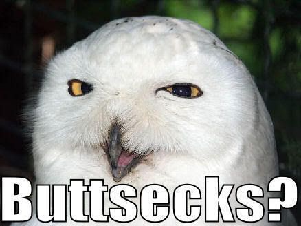 Owl-buttsecks-1.jpg