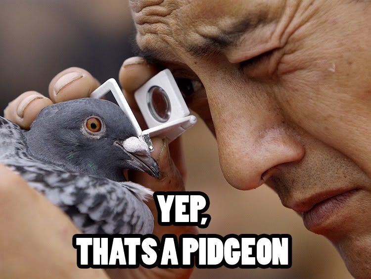 pigeon photo: pigeon 1266653246358.jpg