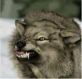 Wolf growling Pictures, Images and Photos