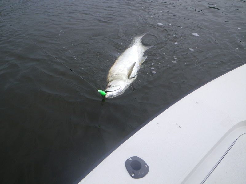 BensonSteve60lbtarpon_zps0d600226.jpg