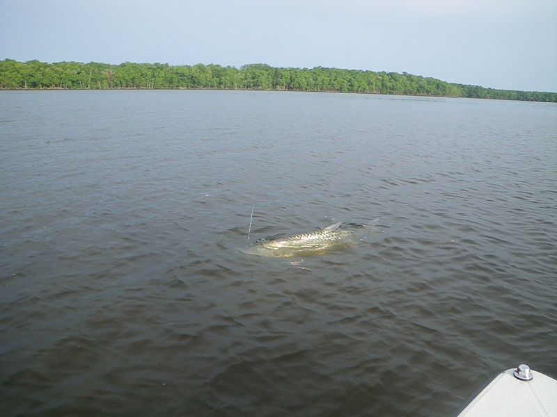 mazurAljr%20tarpon.2_zpsy58gal6e.jpg