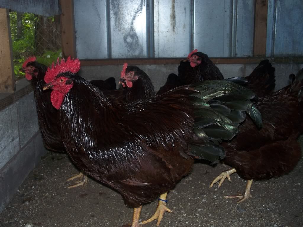 Rhode Island Red Roosters......!!! BackYard Chickens Learn How to