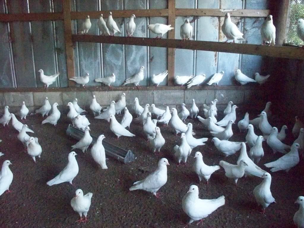 Goergia Gaint Quail