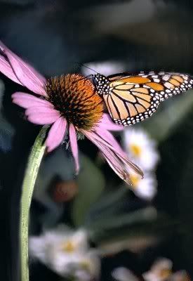 flower and butterfly photo: flower and butterfly bfy00122lrg.jpg