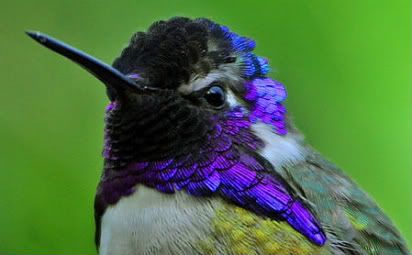 Hummingbird11 1 1