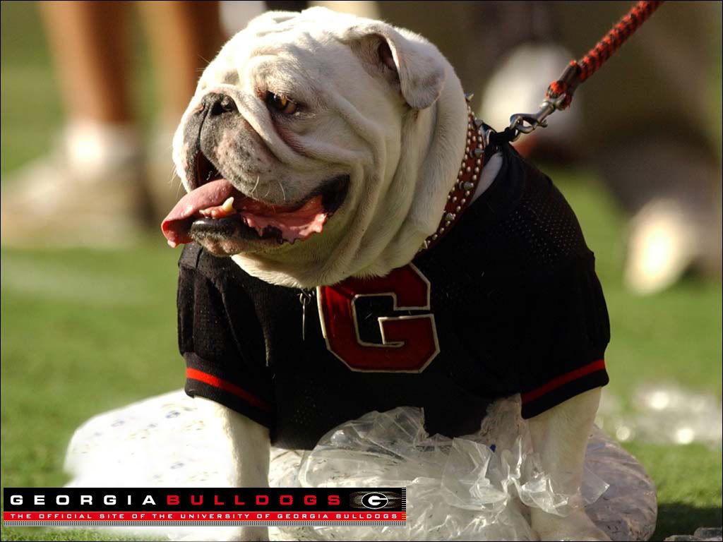 Uga6GeorgiaBulldogWallpaper.jpg · bobbiesman posted a photo