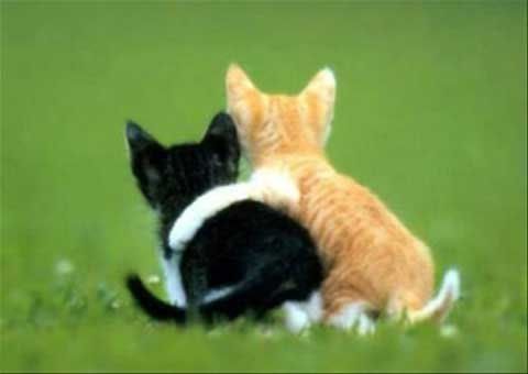 Cute Black Cats on Cat Jpg Black Cat