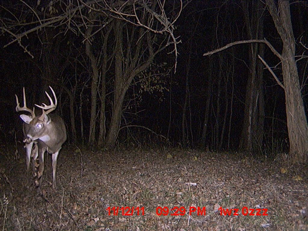 TrailCam2011491.jpg