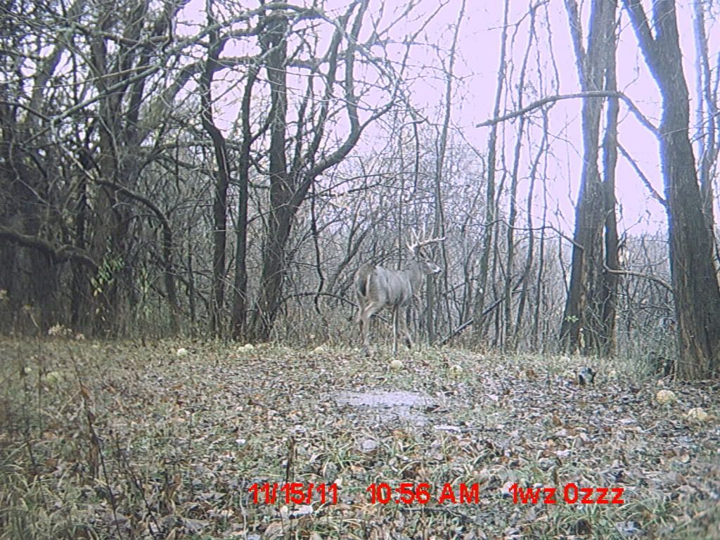 TrailCam2011526.jpg