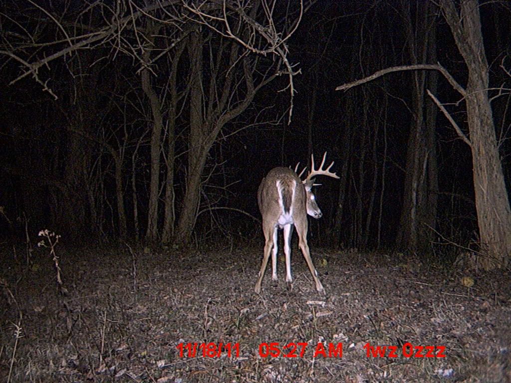 TrailCam2011611.jpg