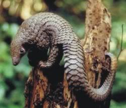 welcome pangolin