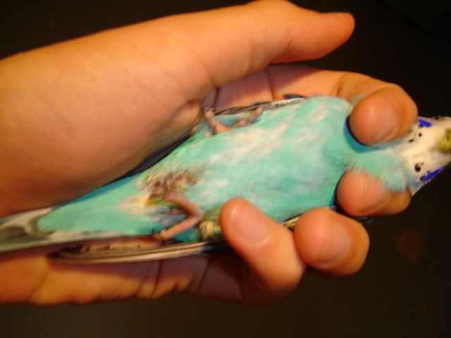 eggboundbudgie001.jpg
