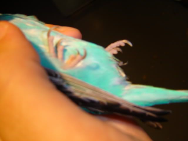 eggboundbudgie002.jpg