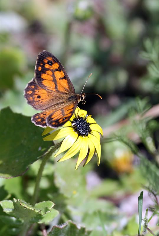 IMAGE: http://i235.photobucket.com/albums/ee188/supernicko/aabfly.jpg