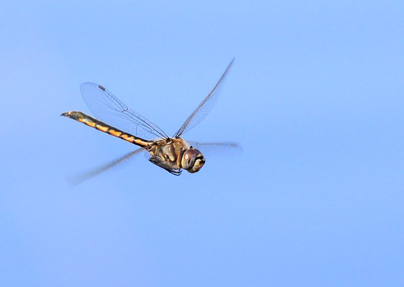 IMAGE: http://i235.photobucket.com/albums/ee188/supernicko/dflyweb.jpg