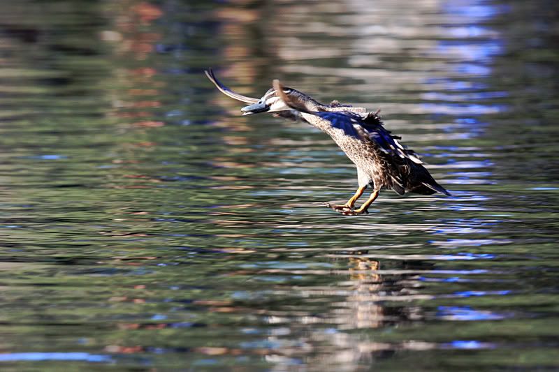 IMAGE: http://i235.photobucket.com/albums/ee188/supernicko/ducklandingweb.jpg