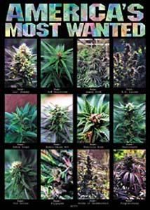 weed Pictures, Images and Photos