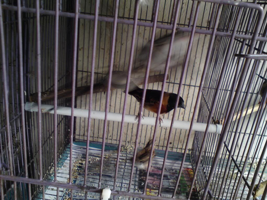 Bird Ekor Panjang Malaysia Bird Forum