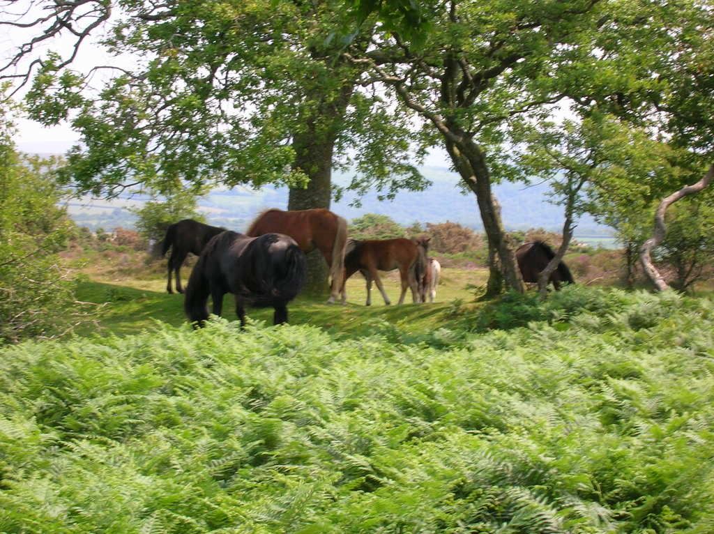Dartmoor ponies Pictures, Images and Photos