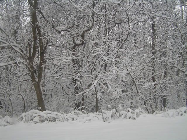 Winter Snow Pictures, Images and Photos