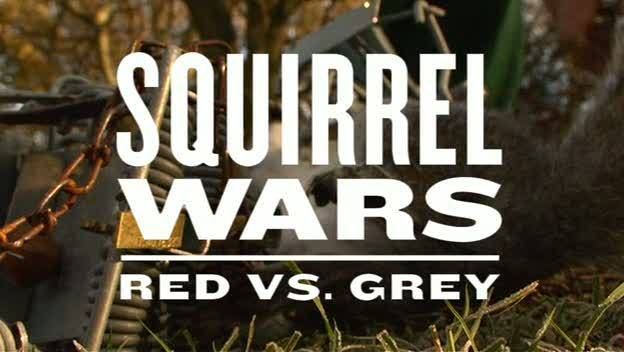 First Cut   Squirrel Wars: Red vs Grey (6th February 2009) [PDTV (Xvid)] preview 0
