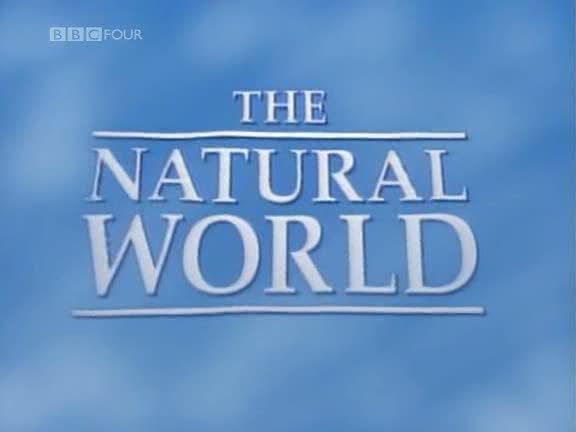 Natural World   Echo of the Elephants (1992) [PDTV (Xvid)] preview 0