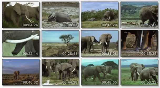 Natural World   Echo of the Elephants (1992) [PDTV (Xvid)] preview 1