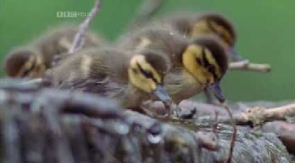 Natural World   My Halcyon River (2002) [PDTV (Xvid)] preview 3