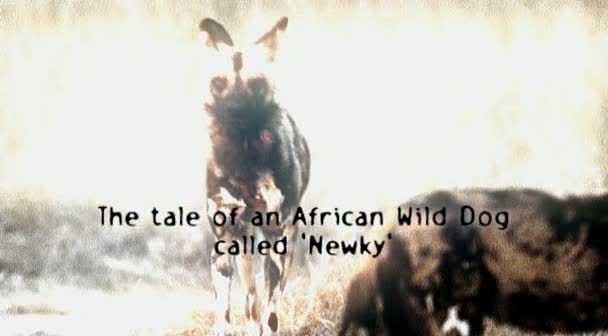 Natural World   A Wild Dog's Story (2002) [PDTV (Xvid)] preview 0