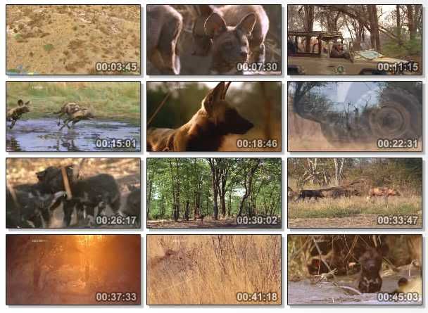 Natural World   A Wild Dog's Story (2002) [PDTV (Xvid)] preview 1