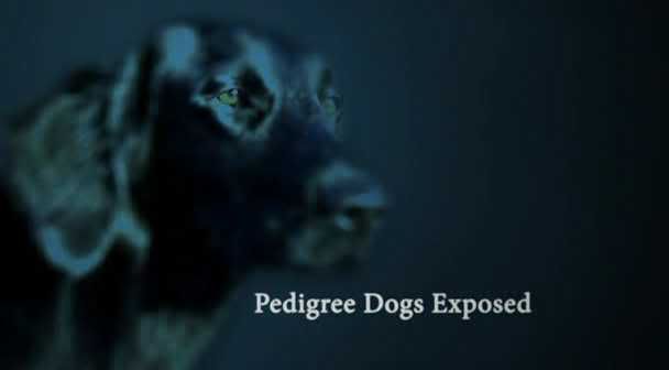 Pedigree Dogs Exposed (19th August 2008) [PDTV (XviD)] preview 0