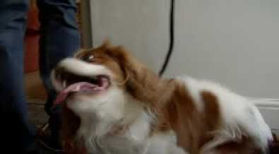 Pedigree Dogs Exposed (19th August 2008) [PDTV (XviD)] preview 3