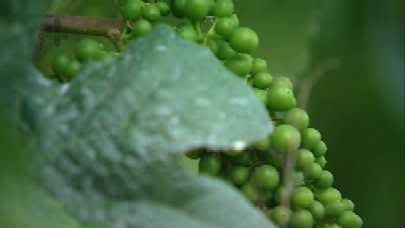 Dispatches   What's in your Wine (15th September 2008) [PDTV (Xvid)] preview 2