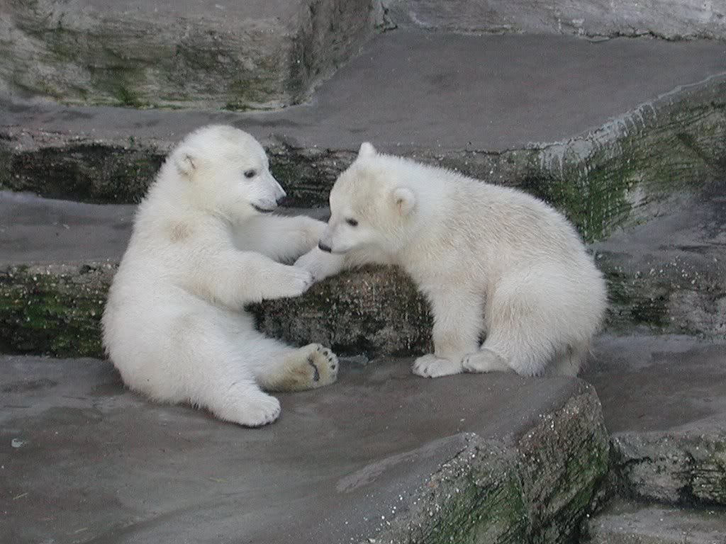 Polar Bears Pictures, Images and Photos