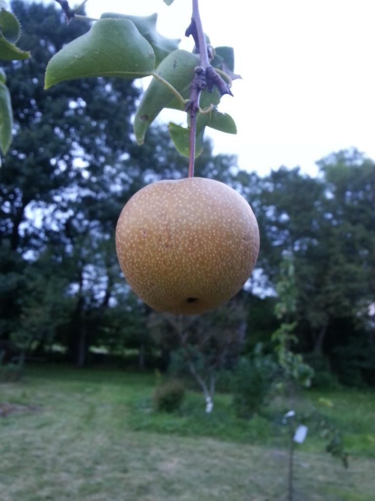  photo 20140820_193137_1.jpg