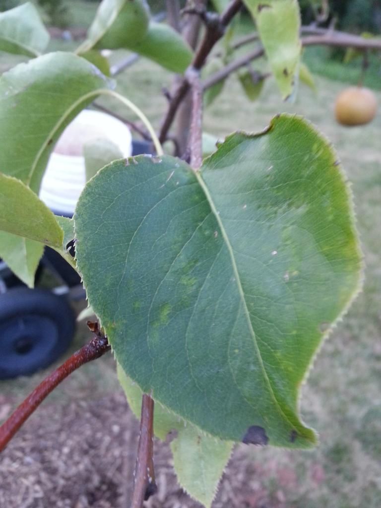  photo 20140820_193201.jpg