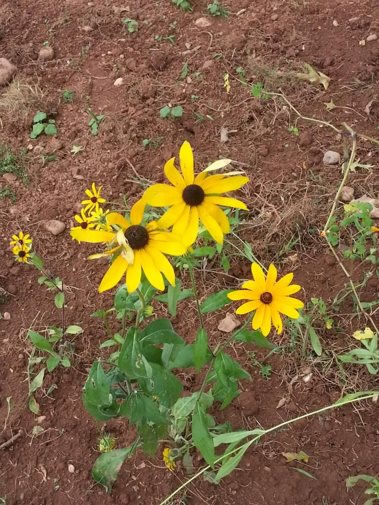  photo 20140823_120312.jpg