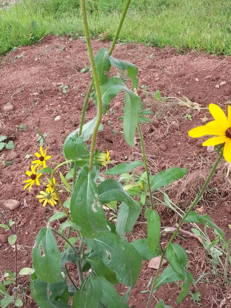  photo 20140823_120318.jpg