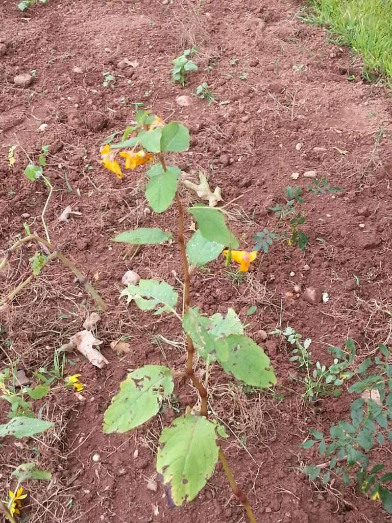  photo 20140823_120332.jpg