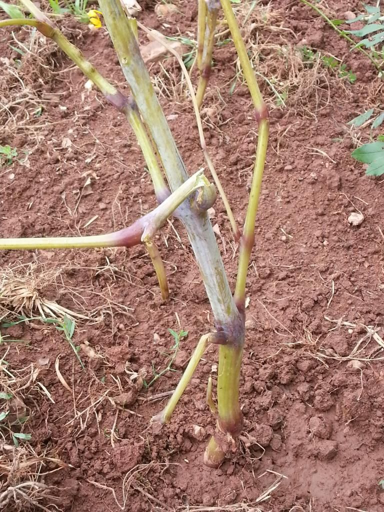  photo 20140823_120338.jpg