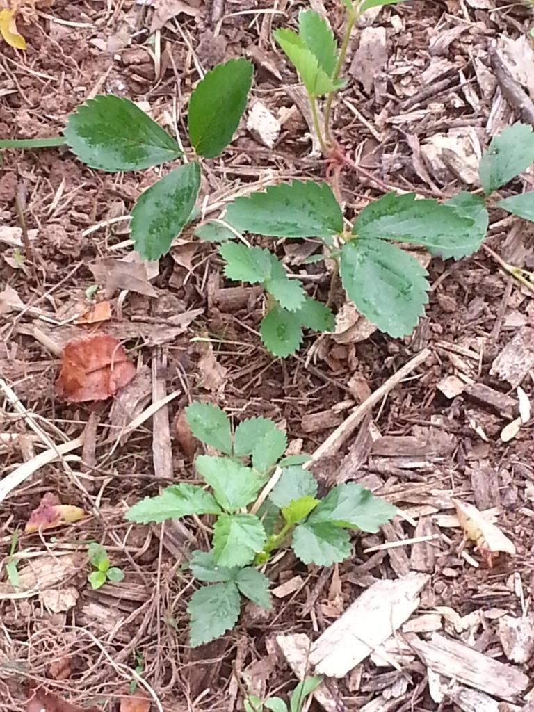  photo 20140823_120518.jpg