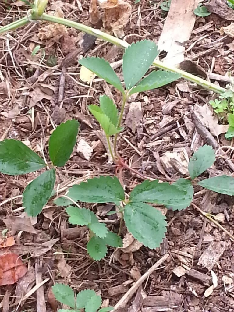  photo 20140823_120535.jpg