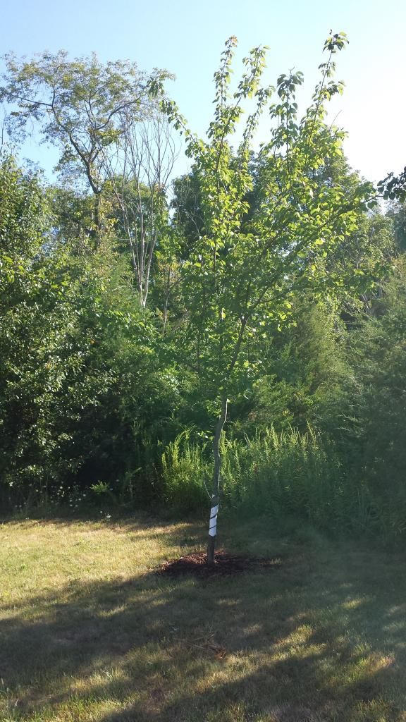  photo 20140824_084513.jpg