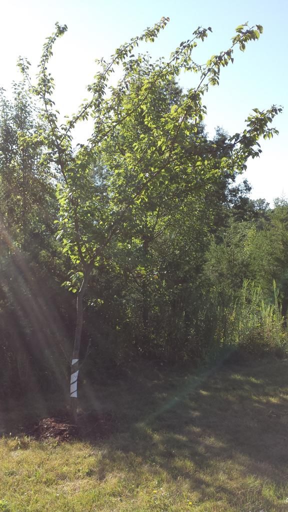  photo 20140824_084549.jpg