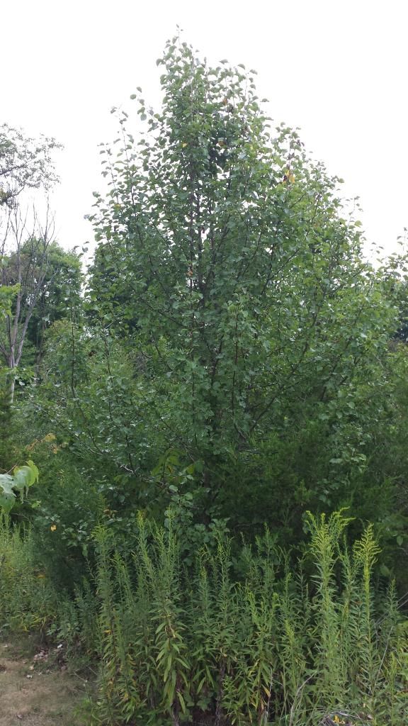  photo 20140831_090331.jpg