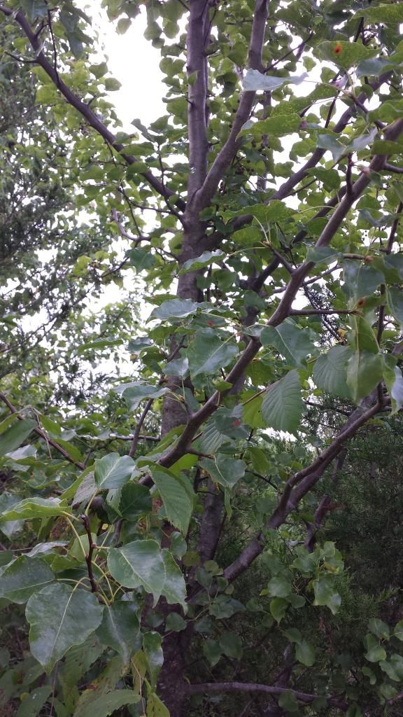  photo 20140831_090347.jpg