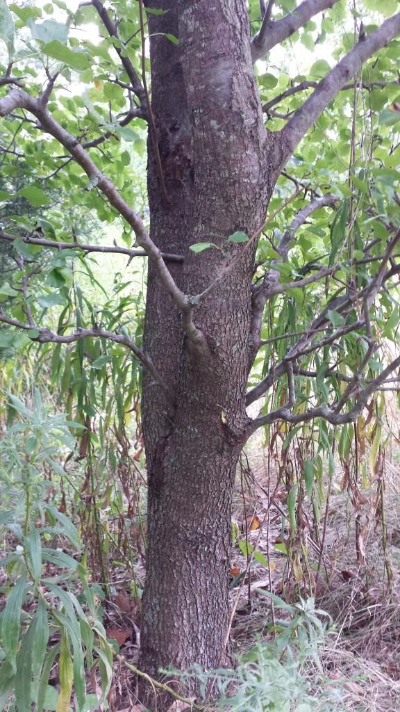  photo 20140831_090437.jpg