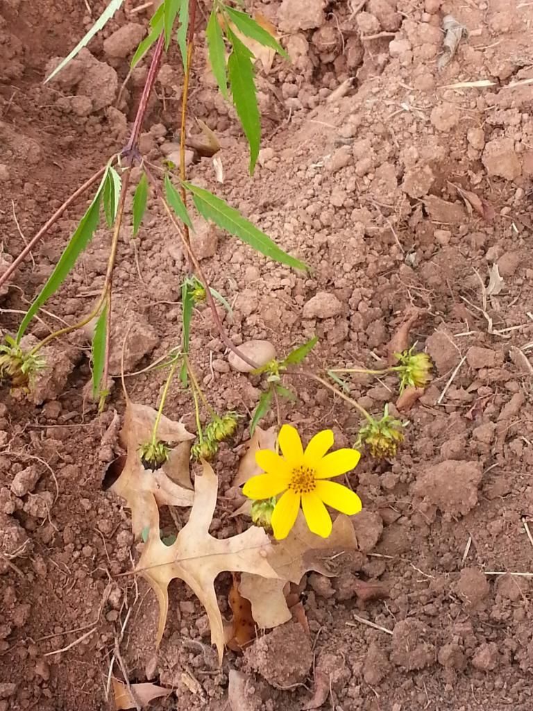  photo 20140924_091651.jpg