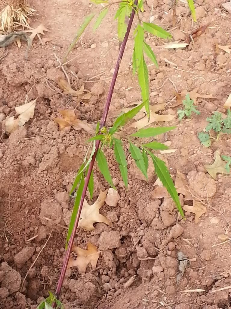  photo 20140924_091700.jpg