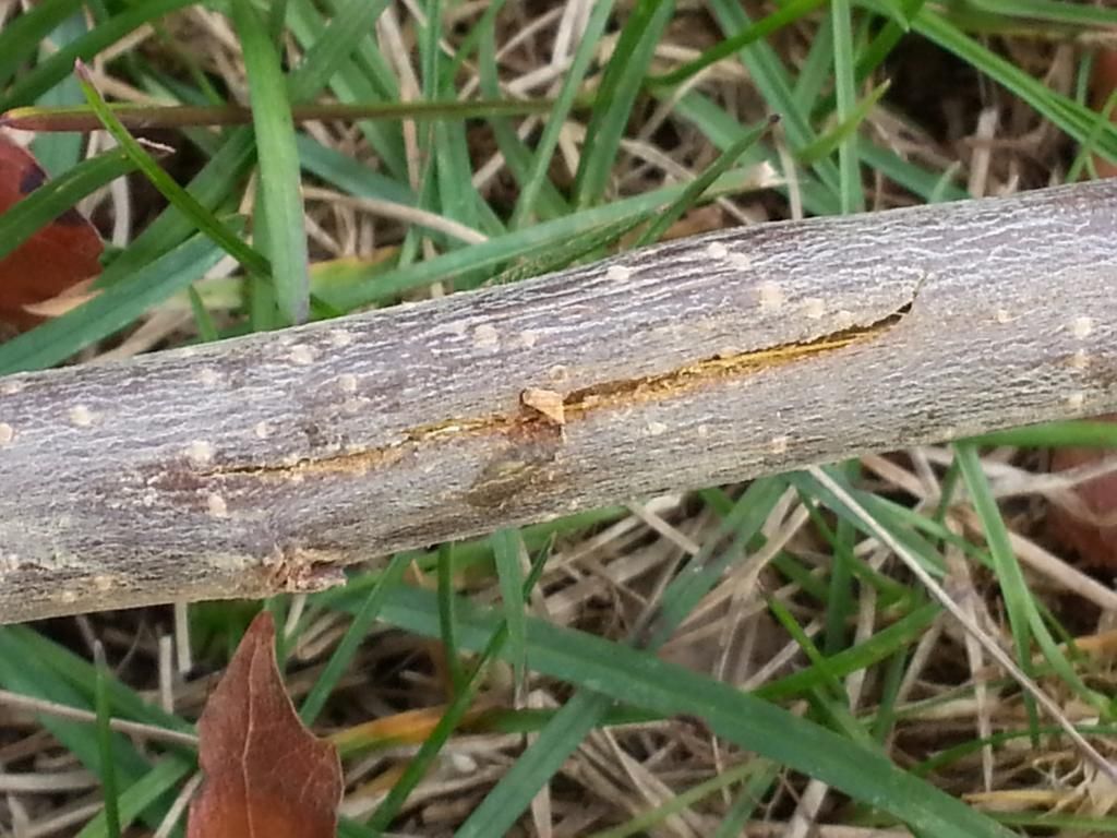  photo 20141112_124132.jpg